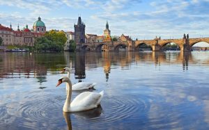 prague-czech-republic-charles-bridge-river-houses-vltava-swans-1080P-wallpaper-middle-size